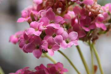 Fototapeta na wymiar fiore rosa quattro petali