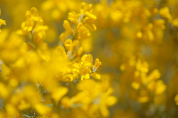 Flora of Gran Canaria - flowers of Genista microphylla