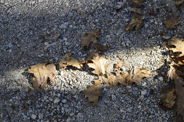 autumn leaves on ground