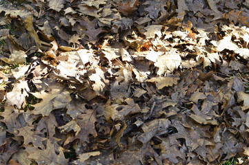 autumn leaves on ground