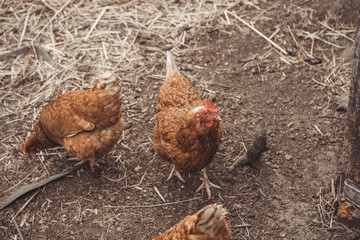 Chicken walking in paddock. Chicken looking for grains while walking in paddock on farm	