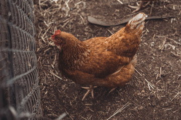 Chicken walking in paddock. Chicken looking for grains while walking in paddock on farm	