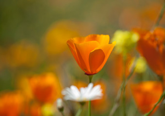 Flora of Gran Canaria - Eschscholzia californica