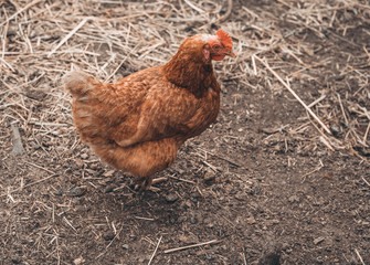 Chicken walking in paddock. Chicken looking for grains while walking in paddock on farm	