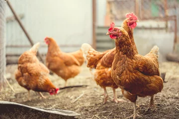 Fototapeten Rotes Huhn, das auf der Koppel spaziert Gewöhnlicher roter Hahn und Hühner, die nach Körnern suchen, während sie auf der Farm auf der Koppel spazieren gehen © Anton Dios