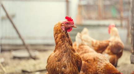 Red chicken walking in paddock Ordinary red rooster and chickens looking for grains while walking in paddock on farm