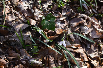 autumn leaves on ground