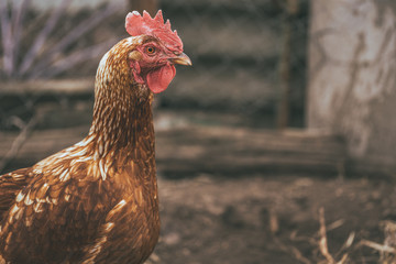 Chicken walking in paddock. Chicken looking for grains while walking in paddock on farm