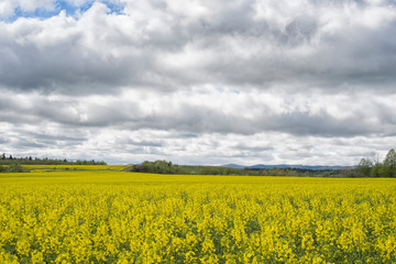 Obraz premium flowering rapeseed
