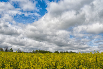 Obraz premium flowering rapeseed