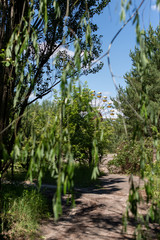 Abandoned carousel and abandoned ferris at an amusement park in the center of the city of Pripyat, the Chernobyl disaster, the exclusion zone, a ghost town