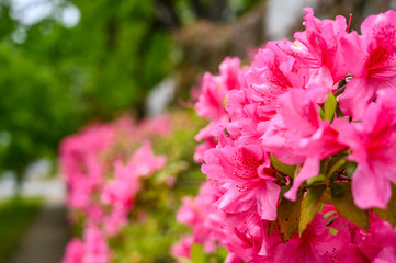 pink flowers in the garden