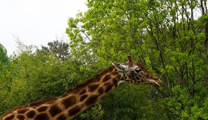Girafe