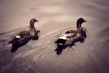 ducks