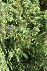 Epicéa de Serbie au printemps