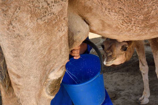 Camel calf coming for a drink while woman milks the dromedary cow near Shymkent Kazakhstan