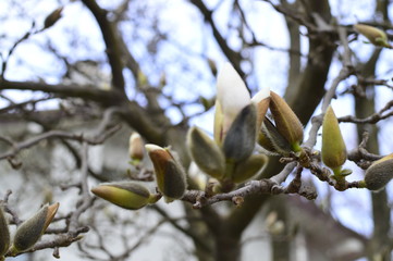 flowers of magnolia