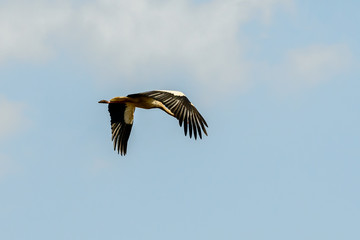 Biebrza Valley (Poland). Storks on the sky