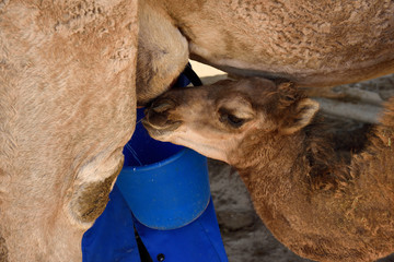 Calf butting in while woman milks nursing dromedary camel near Shymkent Kazakhstan