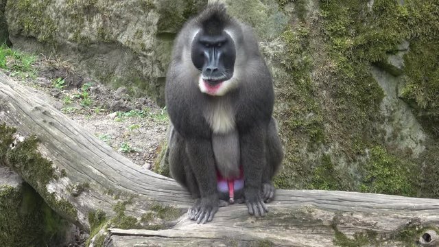 Drill monkey, Mandrillus leucophaeus, resting in the nature habitat area. Critically endangered species animals. 