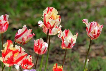 Bright tulips in the Park