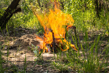 fire in the forest