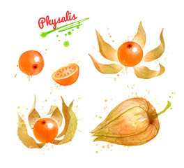 Watercolor illustration of Physalis fruit