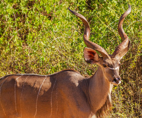 Male greater kudu (Tragelaphus strepsiceros), with magnificent twisted horns, side view with face. Samburu National Reserve, Kenya, Africa. Largest antelope with white chevron face