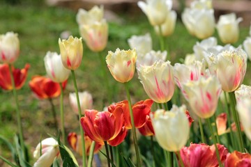 Bright tulips in the Park