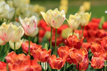 Bright tulips in the Park