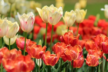 Bright tulips in the Park