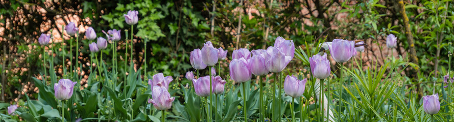 exotic flowers and plants