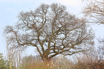 Treetop in front of blue sky