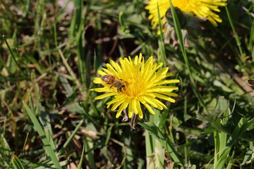 Bee on yellow dog flower dandelion blowball