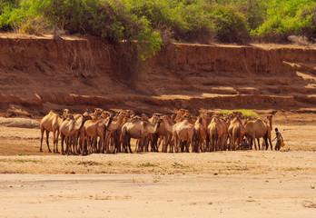 Dromedary camel livestock herd (Camelus dromedary) with herders on dry Ewaso Ng'iro riverbed....