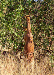 Male gerenuk, Litocranius walleri, standing to feed at green bush stretching long neck. Samburu National Reserve, Kenya, East Africa