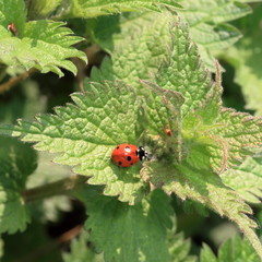 chubby red ladybug on nettle leaf