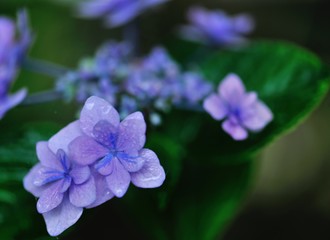 Obraz premium 額紫陽花の花