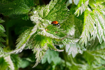 chubby red ladybug on nettle leaf © Clark Ukidu