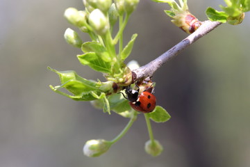 chubby red ladybird in branches