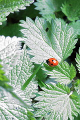 Fototapeta premium chubby red ladybug on nettle leaf