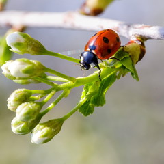 chubby red ladybird in branches