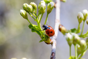 chubby red ladybird in branches
