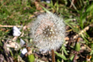 Dandelion, flower just before pollen, detail