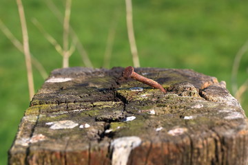 Fototapeta premium rusty nail, detail, on fence post, in front of blurred environment