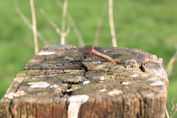 Fototapeta na wymiar rusty nail, detail, on fence post, in front of blurred environment