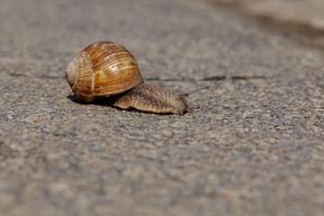 Snail, slowly crossing the street