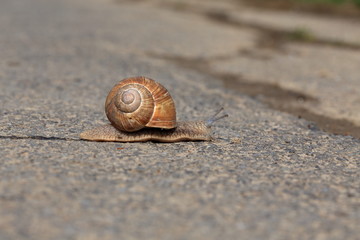 Snail, slowly crossing the street