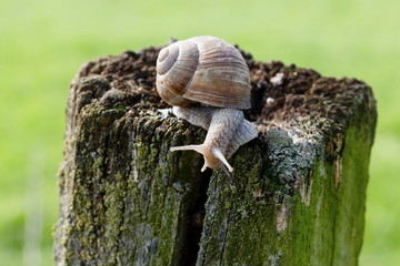 naked snail on fence post, looking down courageous