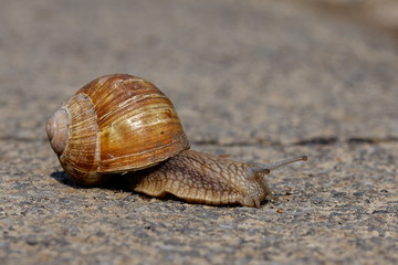 Snail, slowly crossing the street